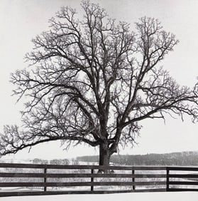Michel Ditlove 10.5 x 11 Tree Photograph on Canvas