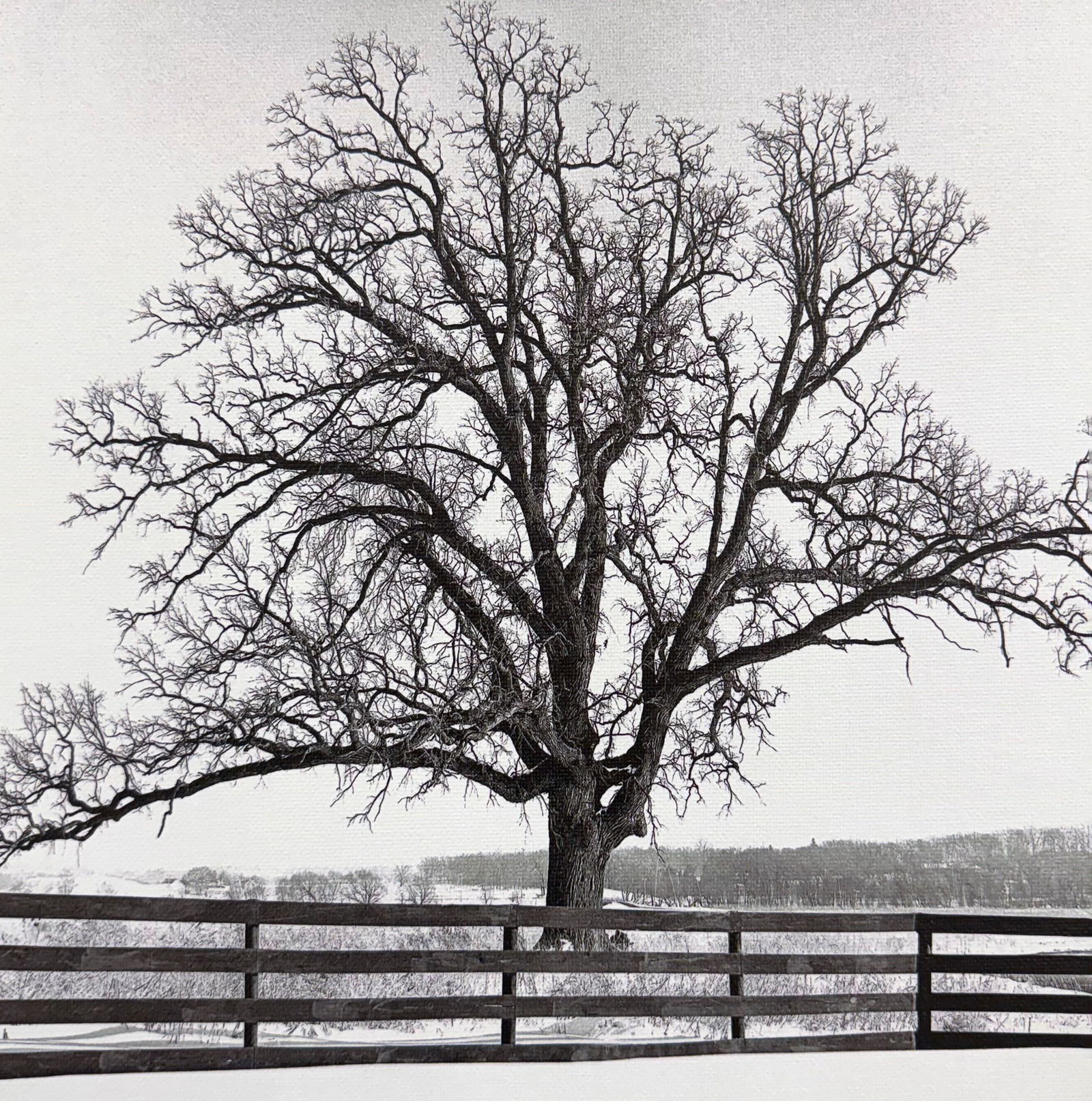 Michel Ditlove 10.5 x 11 Tree Photograph on Canvas (1 of 3)