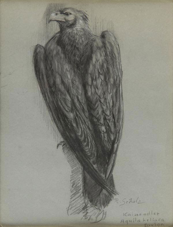 Richard Scholz, Kaiseradler, um 1930: Naturnahe Zeichnung eines sitzenden Kaiseradlers. 32 x 25 cm. Schwarze Kreide auf grau-grünlichem Zeichenpapier. Rechts unten sign. und bez.: R. Scholz Kaiseradler Aquila heliaca savign. Verglast, ge