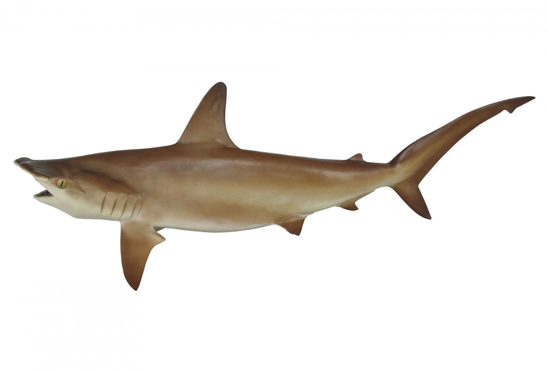 Full Size Taxidermy Hammerhead Shark Mount (1 of 9)
