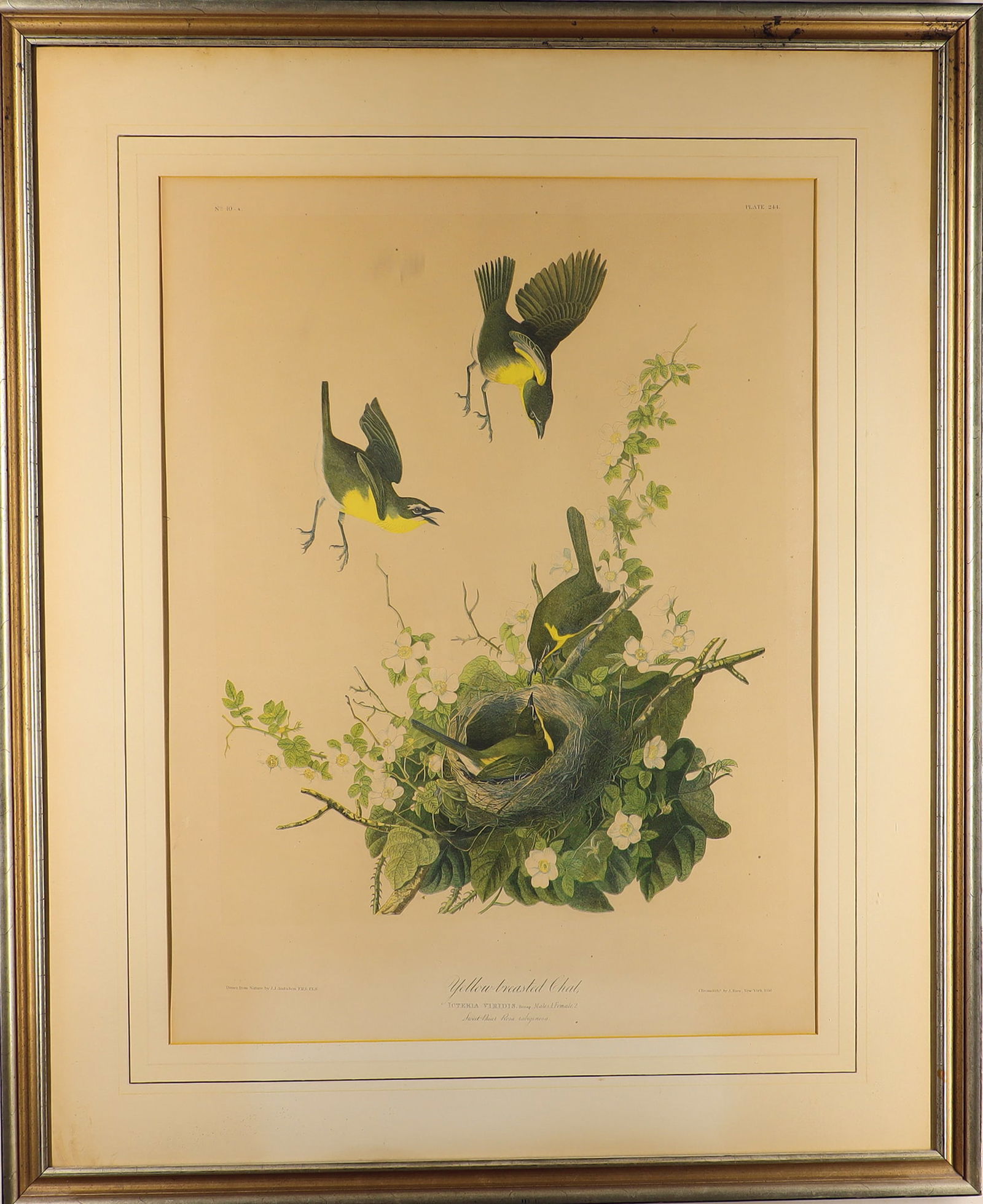 Vintage Audubon Art Print (1 of 7)