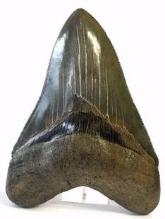 Large / Gorgeous Megalodon Tooth, Savanna River.: North America, Savanna River bordering South Carolina and Georgia, dating between 28 million and 1.5 million years old. A large and gorgeous megalodon fossil tooth with a lovely monochromatic black