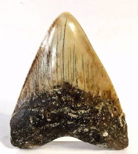 Large Megalodon Tooth, Savanna River: North America, Savanna River bordering South Carolina and Georgia, dating between 28 million and 1.5 million years old. A large and gorgeous megalodon fossil tooth with a lovely monochromatic black