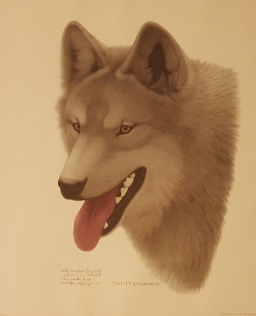 Color Print of Gray Wolf Life-Sized, Framed (1 of 4)