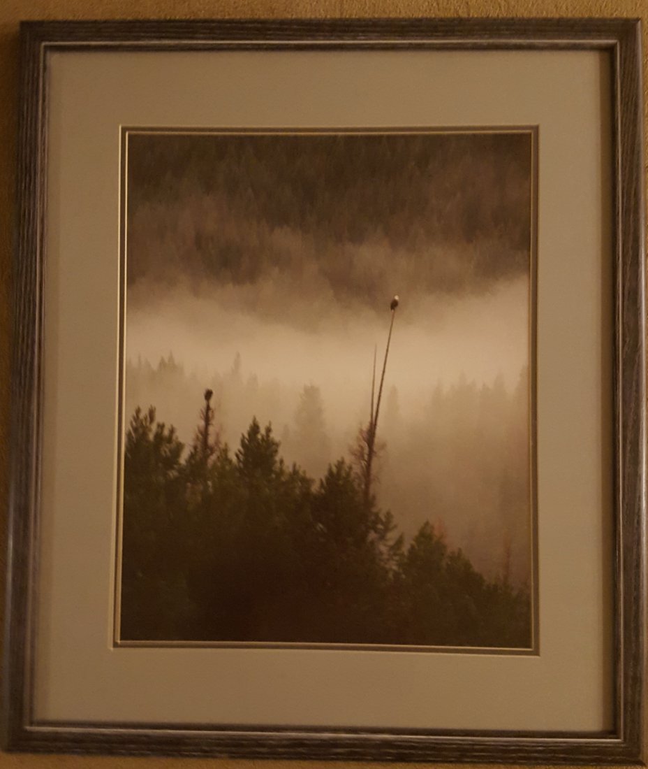 PHOTOGRAPH Framed Two Bald Eagles (1 of 3)