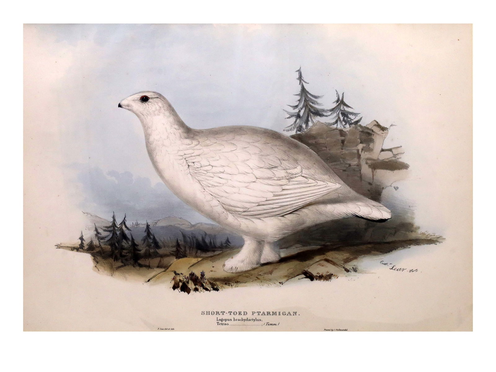 A LITHOGRAPH BY LEAR BIRDS OF EUROPE, SHORT-TOED PTARMIGAN: A hand-colored lithograph by John Gould & Edward Lear "Birds of Europe", Pl. 256 "Short-toed Ptarmigan".Ca. 1832. Dimensions: 15 x 21 3/4 in., (38 x 55.25 cm.)