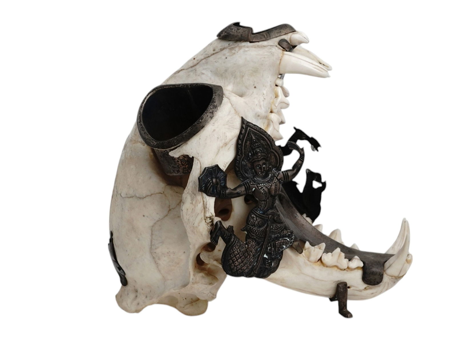 A SILVER-MOUNTED LEOPARD SKULL ASHTRAY (1 of 5)