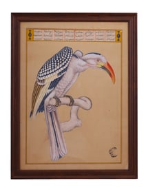 A MUGHAL OR COMPANY SCHOOL, INDIA, LATE 18TH CENTURY. STUDY OF AN INDIAN GREY HORNBILL (OCYCEROS