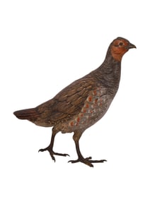 A STANDING PARTRIDGE, COLD PAINTED VIENNA BRONZE FIGURE BY FRANZ BERGMAN, SIGNED