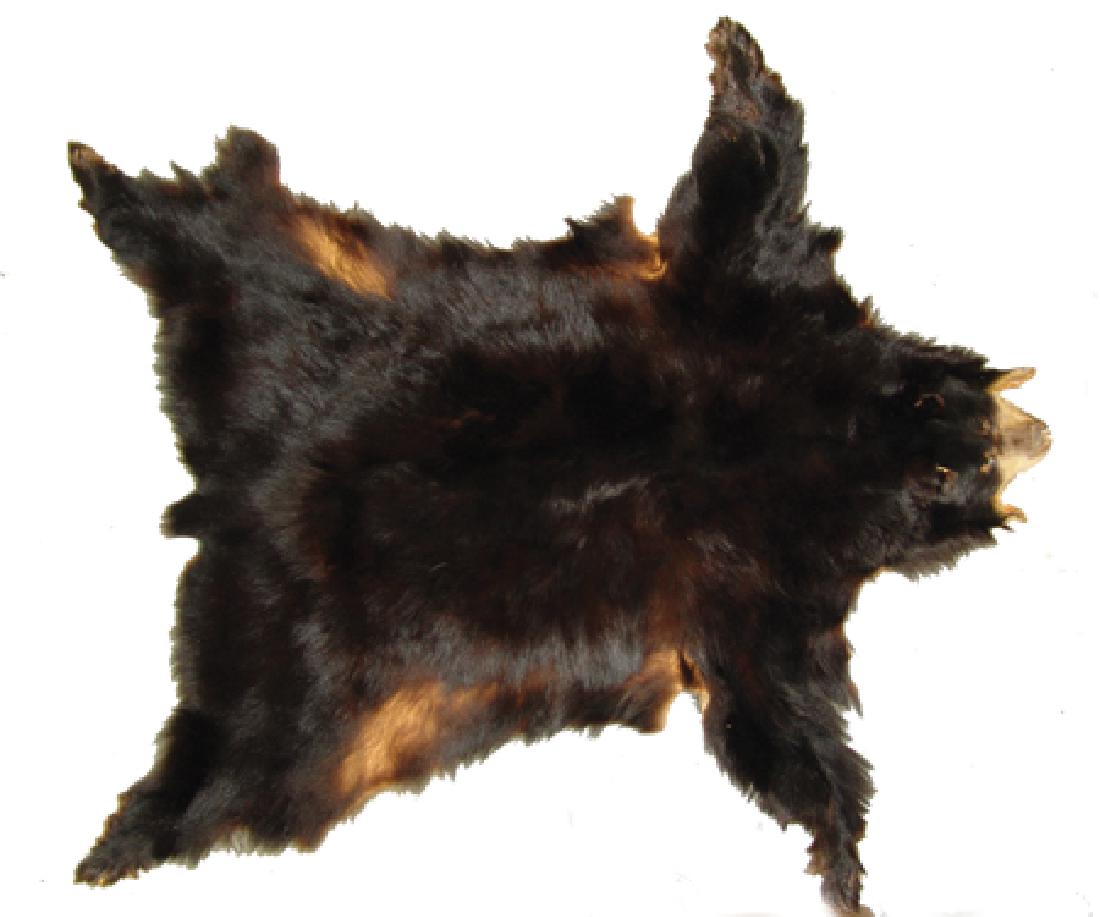 Black Bear Hide (1 of 6)