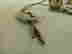 item-69402397=7