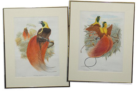 2 Audubon Prints: Pair of color lithographs produced by Mintern Bros "Paradisea Raggiana" by W. Hart and "Uranornis Rubra" by Gould and Hart. Both in excellent condition. Circa: Late 1800s Size: 20-1/2" x 14" (frame 27