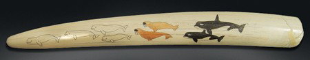 Eskimo Ivory Scrimshaw: Huge polished walrus ivory tusk with 2 killer whales, 2 walrus, and 4 beluga whales all done in fine polychrome scrimshaw. Very good condition. Circa:Mid/Late 1900s Size:26" x 4"