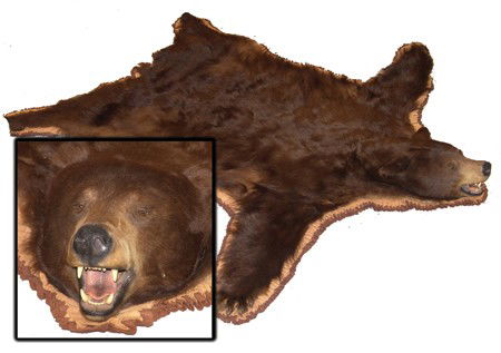 Brown Bearskin Rug: Fantastic and expertly mounted brown bearskin rug, large sized with mouth open and felt back. This is the famous Montana bear "Two Toes" captured near Helena, MT. With claws. Circa:Late 1900s Size:83"