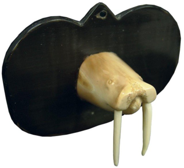 Eskimo Ivory Carving: Beautiful polished fossilized ivory head with tusks mounted on a whale baleen panel. Very good condition. Circa: Mid 1900s Size: 2" x 2" + base