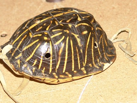 Rattle: Missouri turtle leg rattle. 2-1/2" x 4-1/2"