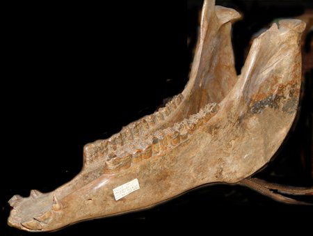 Prehistoric Equus Jaw Bone: Very rare, excavated, equus (prehistoric horse) found on the Sand River near Przenysl, Poland.