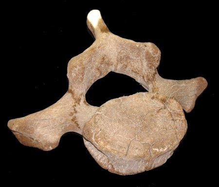 Whale Vertebrae Bone: Mid 1900s?, Large and amazing whale vertebrae bone that looks like it has some age. Approx. 10" x 17-1/2" x 21"