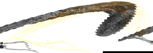 Chippewa Dance Club: Circa 1920's Carved wooden club in ball form with a hide thong and tradebead drop. 18"