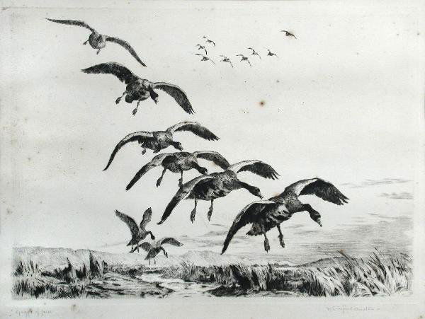 WINIFRED MARIE LOUISE AUSTEN, RE (BRITISH, 1876-1: Winifred Marie Louise Austen, RE (British, 1876-1964) A Gaggle of Geese signed lower right "Winifired Austen" etching 23 x 30cm