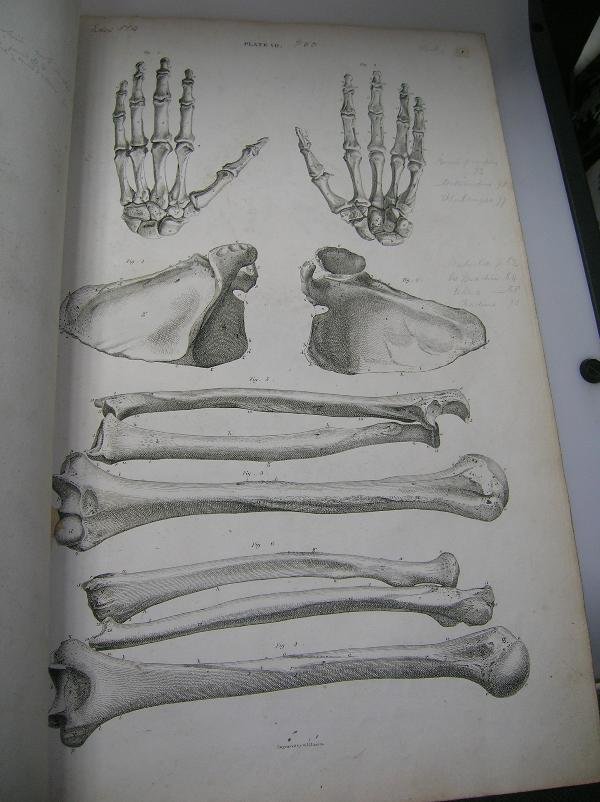 LIZARS (JOHN) A SYSTEM OF ANATOMICAL PLATES OF THE - 5