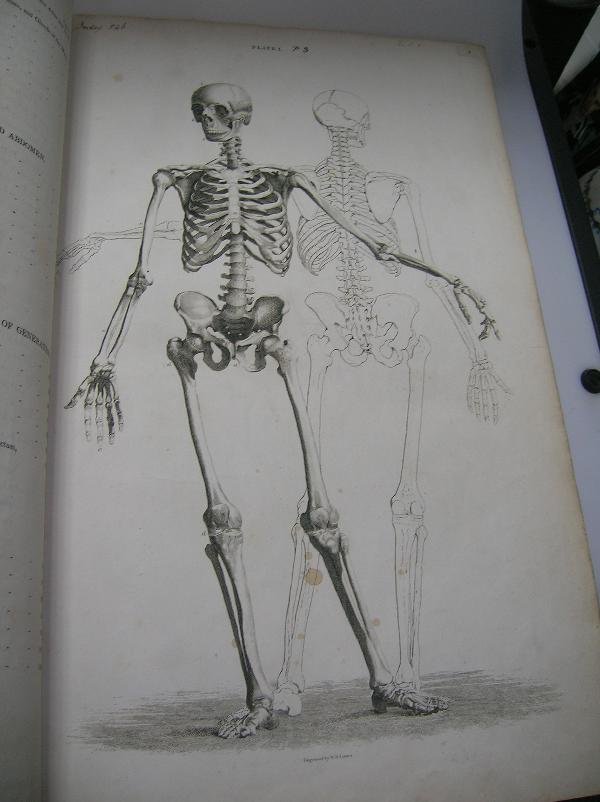 LIZARS (JOHN) A SYSTEM OF ANATOMICAL PLATES OF THE - 9