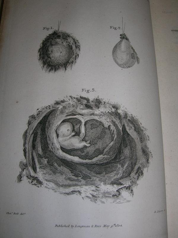 MEDICAL. BELL (JOHN AND CHARLES) THE ANATOMY OF TH - 3
