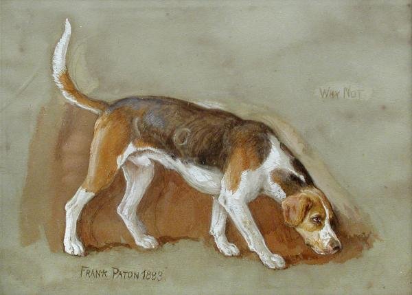 FRANK PATON 'WHY NOT' STUDY OF A FOXHOUND SIGNE