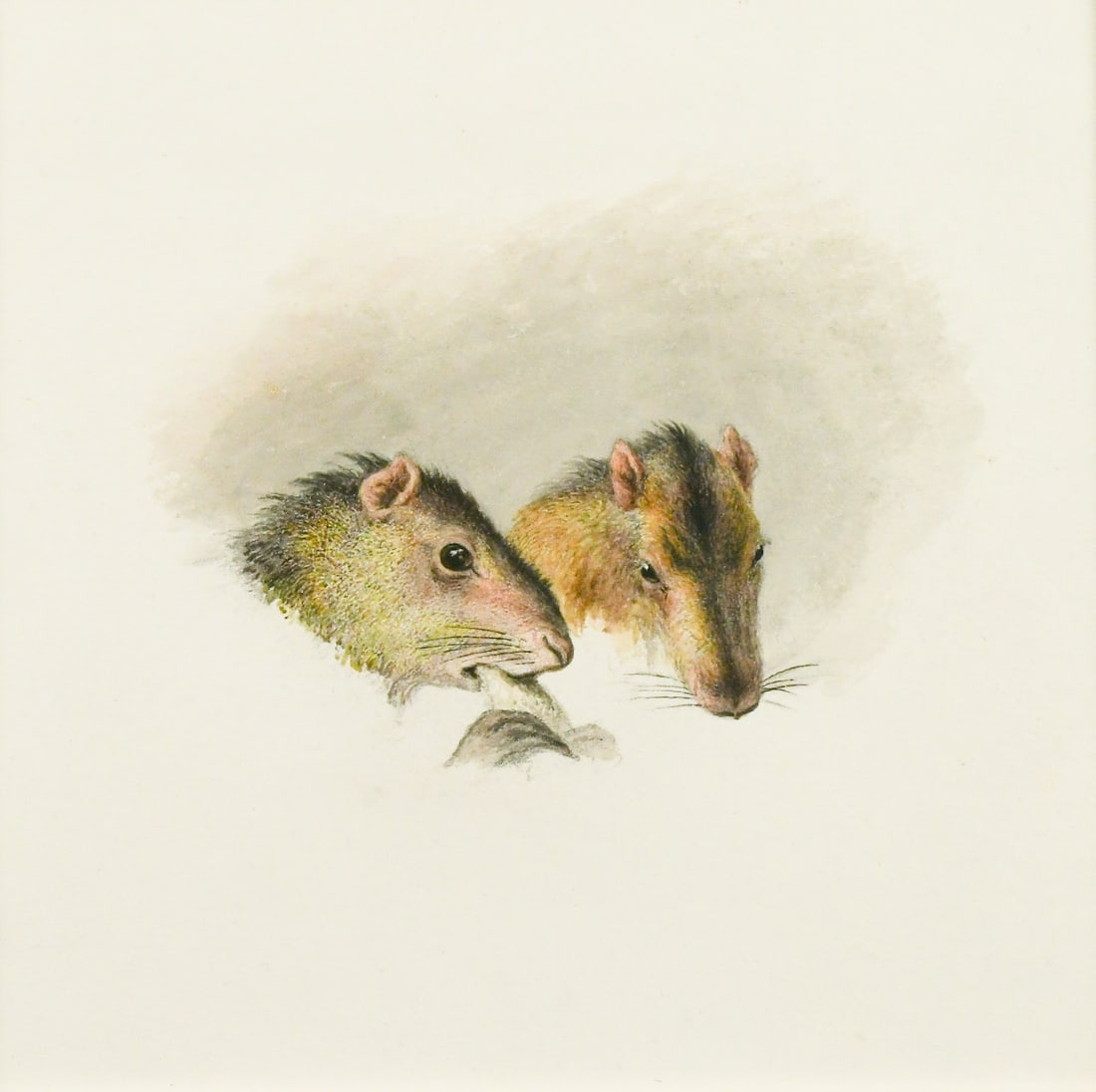 Robert Hills (1769-1844): Robert Hills (1769-1844) Study of two rodents watercolour 16.5 x 17cm Provenance: Colnaghi, London