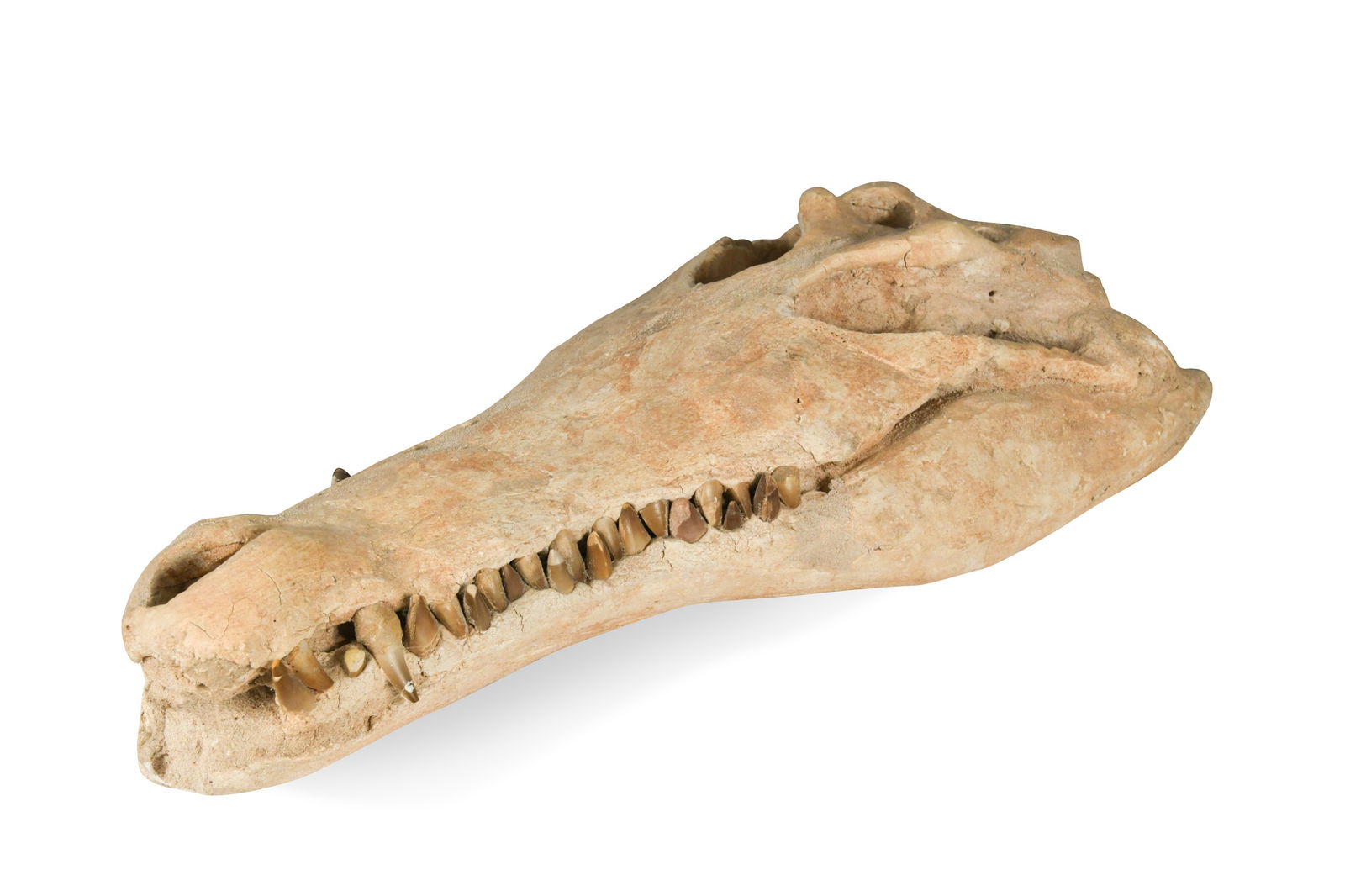 A plaster and bone crocodile skull,: A plaster and bone crocodile skull, with teeth from a Mosasaur, Moroccan, circa 85 million years old 57cm