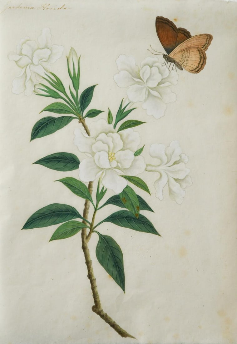 Anglo-Chinese School (19th Century) (1 of 1)