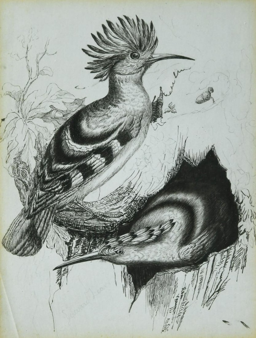 Circle of Edward Lear (British, 1812-1888): Circle of Edward Lear (British, 1812-1888) Hoopoe birds bears signature lower left 'Edward Lear' pencil and ink 20 x 15cm This present composition appears in printed form in Charles Knight's 'Museum o