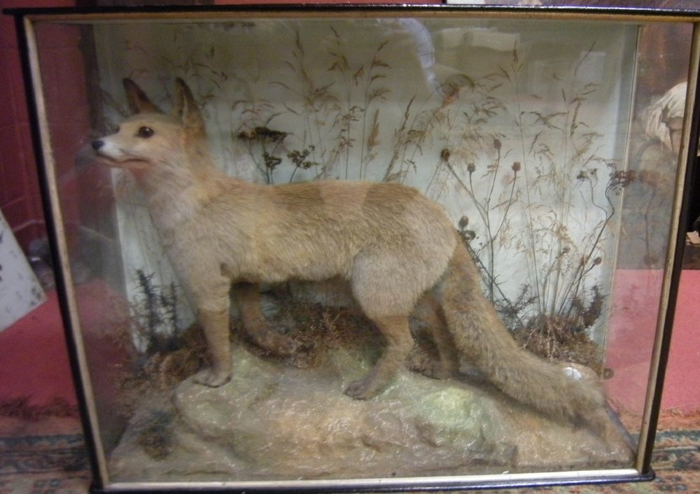 A Fox, full mount by W. Cross, Liverpool,: A Fox, full mount by W. Cross, Liverpool, set amidst foliage in a glazed case 73 x 89 x 28cm (28 x 35 x 11in)