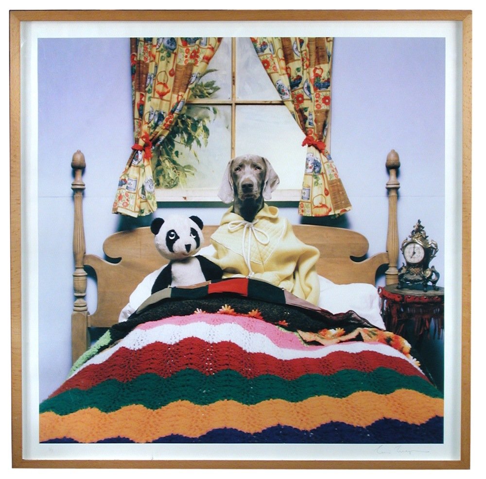 William Wegman (American, b.1943) - Courage - an: William Wegman (American, b.1943) Courage signed lower right and numbered 3/7 an Iris print 87 x 87cm (34 x 34in)