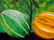 Latin American Art Fernando Montoya Realism Vegetables - 4