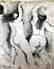 Federico Richi Plate Twenty-Four The Art of Love c.1970 - 2