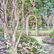 Sue Tushingham Mcmary Garden Arbors Pencil Signed - 3