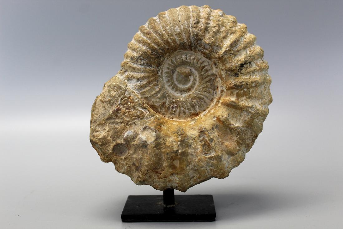 Ancient Jurassic period ammonite fossil on stand. (1 of 3)