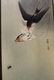 Two Japanese woodblock prints. Ohara Koson, Geese in - 2