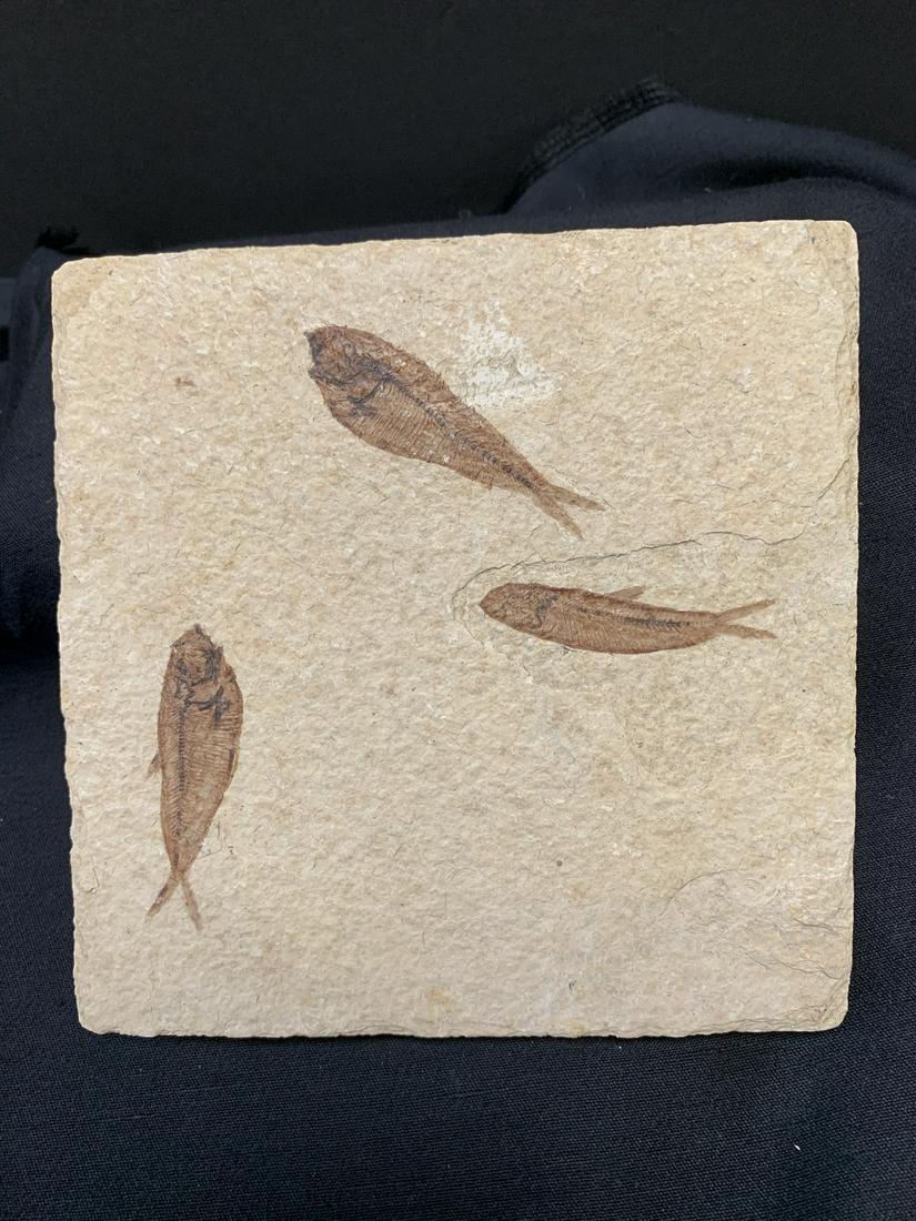 Fossil fishes: Fossil fishes. about 6" L