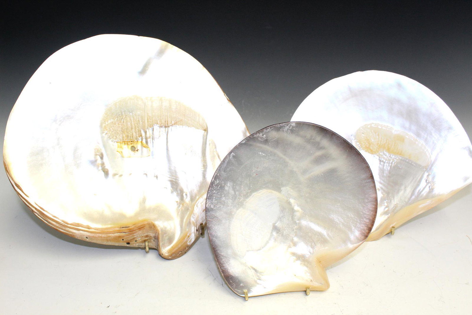 Three Mother-of-Pearl Shells.: Three Mother-of-Pearl Shells. Largest L 28 cm