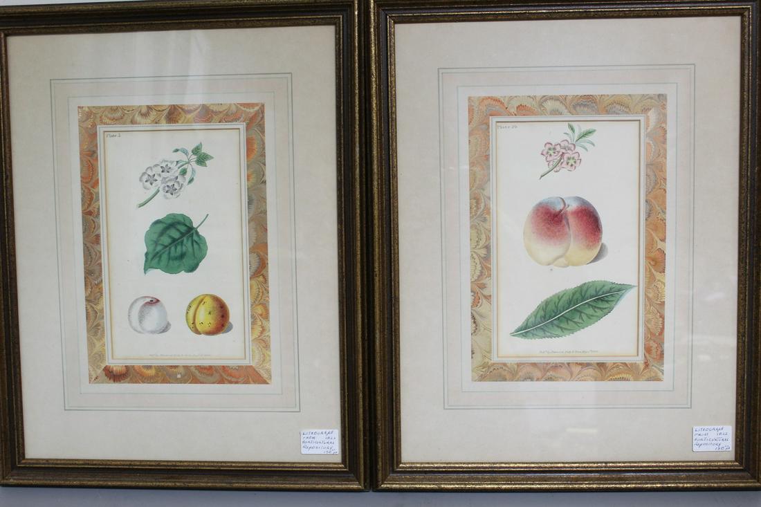 Two Lithographs from the Horticultural Repasitory by George Brookshaw. C. 1822. (1 of 6)