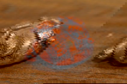 Japanese carved wood netsuke turtle