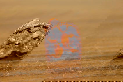 Japanese carved wood netsuke basket
