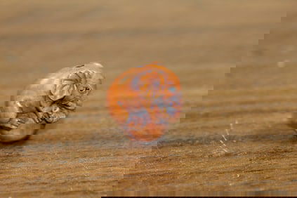 Japanese carved wood netsuke rat