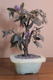 Chinese Jade Tree