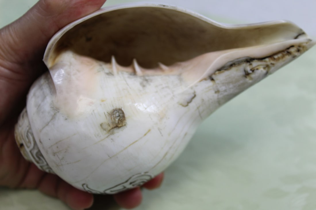 Tibetan Buddhist Conch Shell - 4