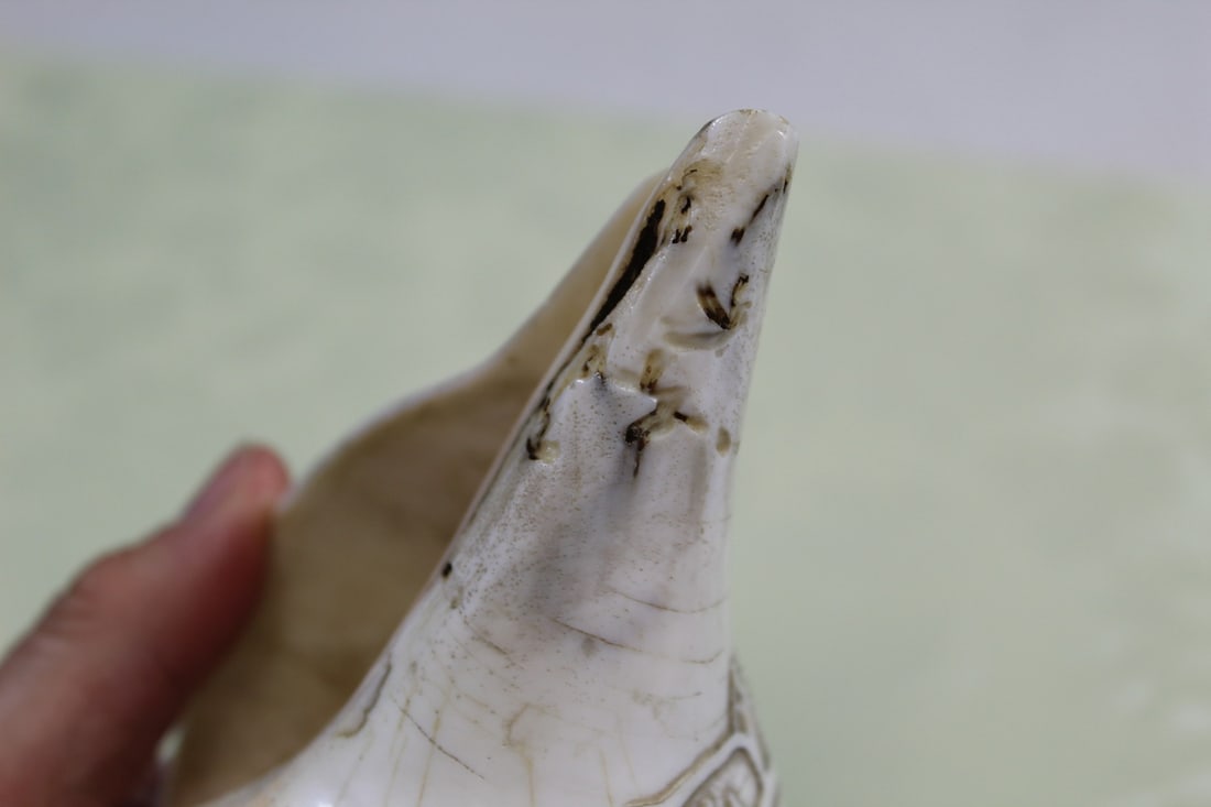 Tibetan Buddhist Conch Shell - 7