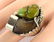 Navajo Sterling Bear Claw Men's Ring w/Royston Turq. - 2