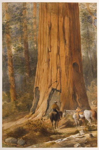 Fane, W. Original watercolor: 25. FANE, W. Original watercolor with white gouache highlights, on thick paper, forest scene with foreground dominated by a majestic redwood tree, man on a dark horse, and another white horse followin